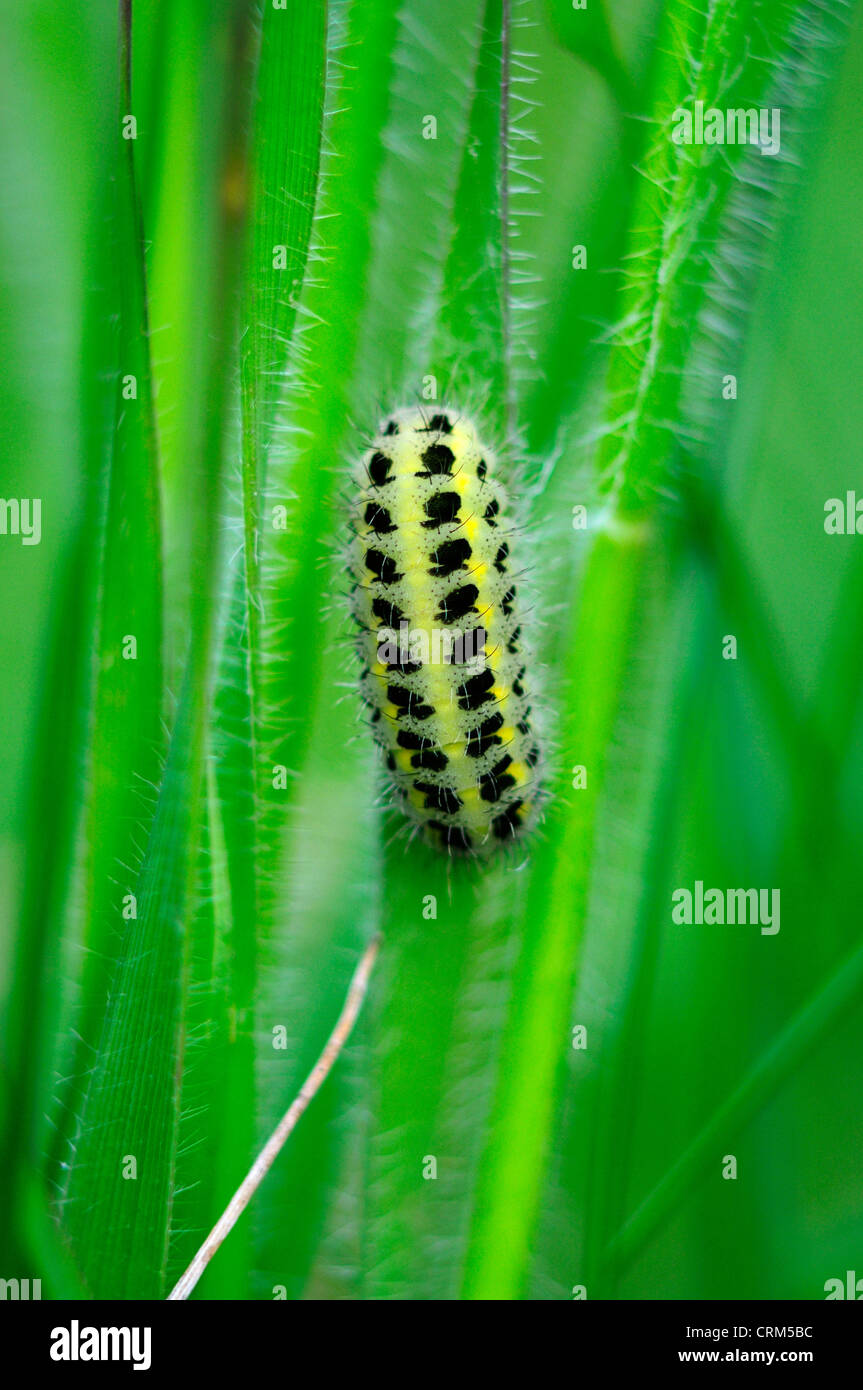 Sei-spot burnett moth caterpillar. Somerset, Regno Unito Maggio 2012 Foto Stock