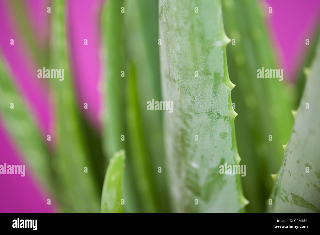 Close up di aloe vera pianta Foto Stock
