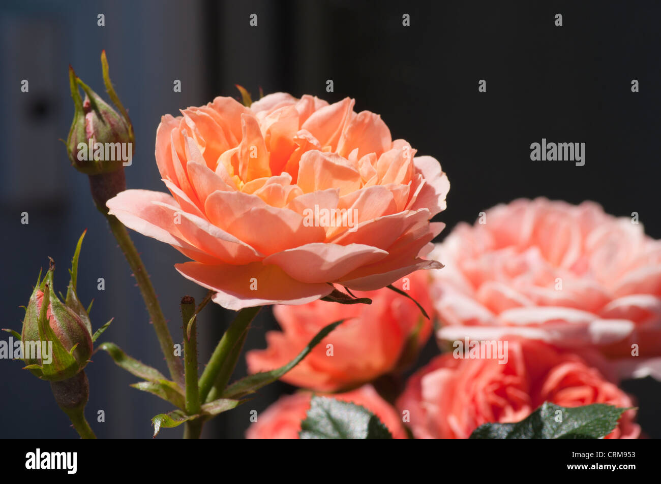 Dolci sogni albicocca Patio rose rosa Foto Stock