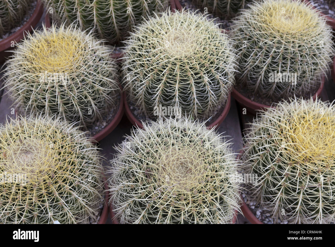 Angolo di alta vista di cactus Foto Stock