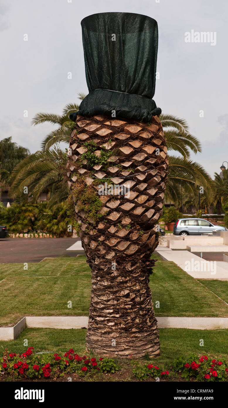 Un albero di palma neted per proteggerlo dall'attacco di Red Palm Weevil in un parco pubblico in Sicilia, Italia. Questa diffusa peste distrugge le giovani palme Foto Stock
