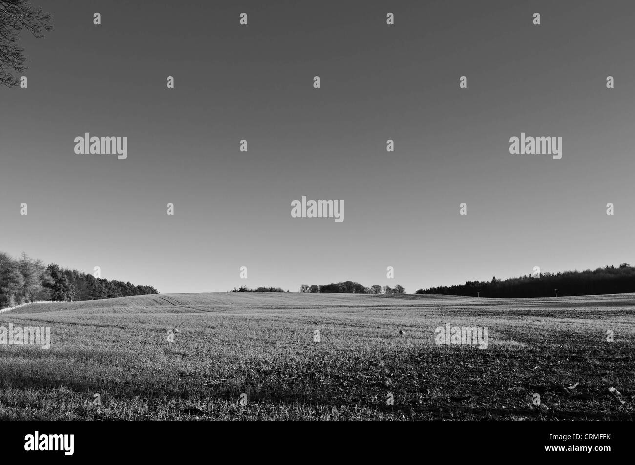 Fotografia in bianco e nero di campi con cieli chiari Foto Stock