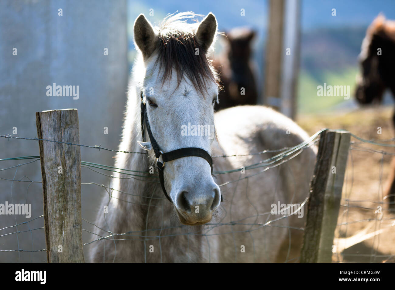 Cavallo grigio in un paddock con recinto di filo Foto Stock