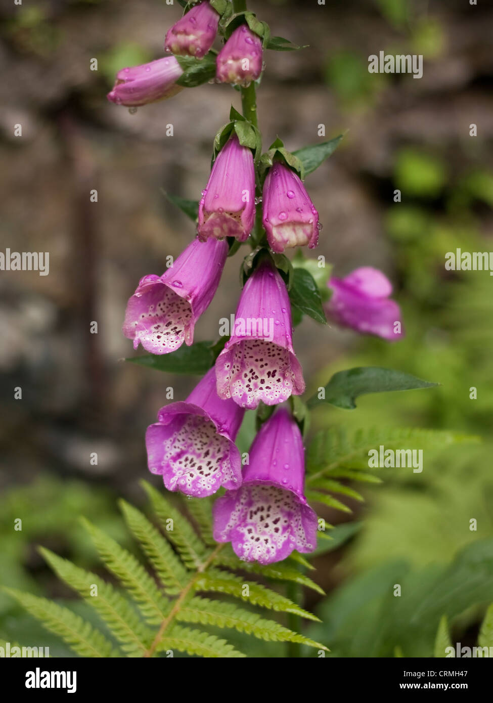 Digitalis purpurea, (Comune Foxglove), può Foto Stock