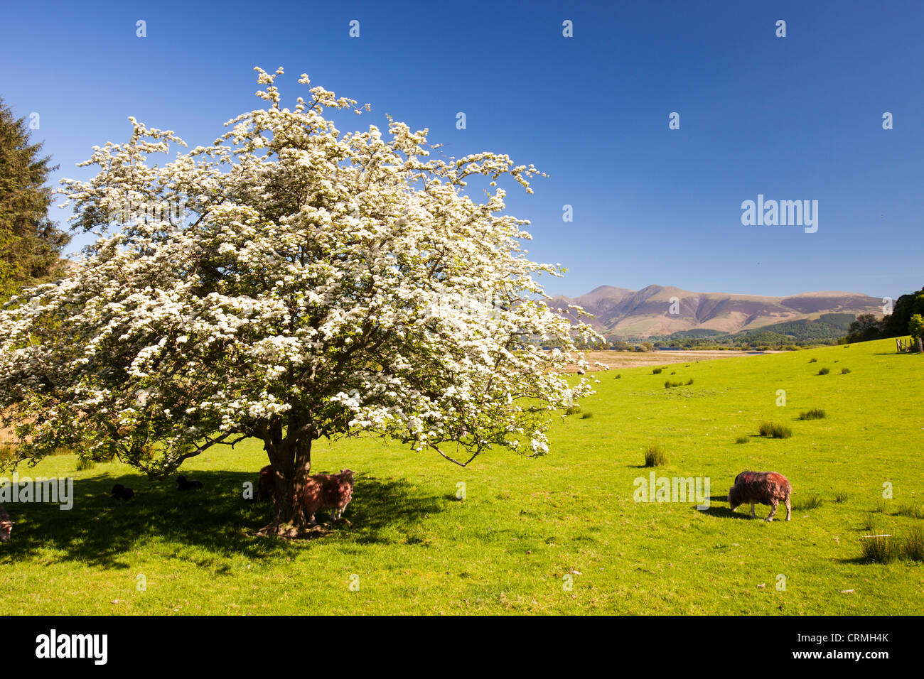 Albero di biancospino in fiore in primavera in The Borrowdale Valley vicino a Keswick, Lake District, UK. Foto Stock