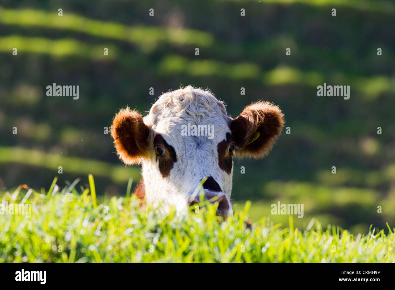 Mucca peeking over grassy orlo, orate Bay Nuova Zelanda Foto Stock