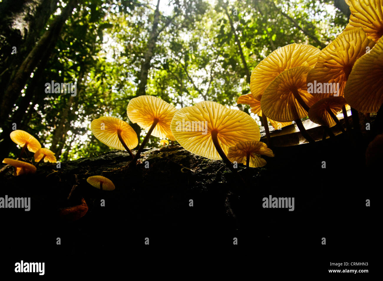 Ampio angolo di prospettiva di funghi, Sabangau foresta del Kalimantan, Borneo. Foto Stock