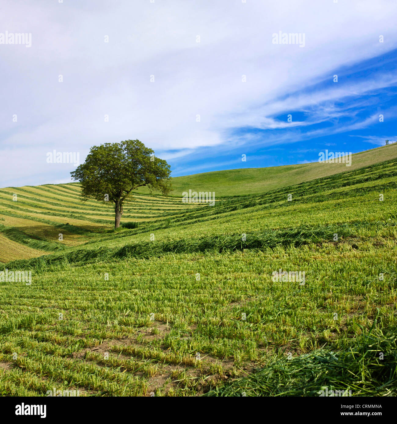 Albero in un campo rasata. Auvergne. Francia Foto Stock