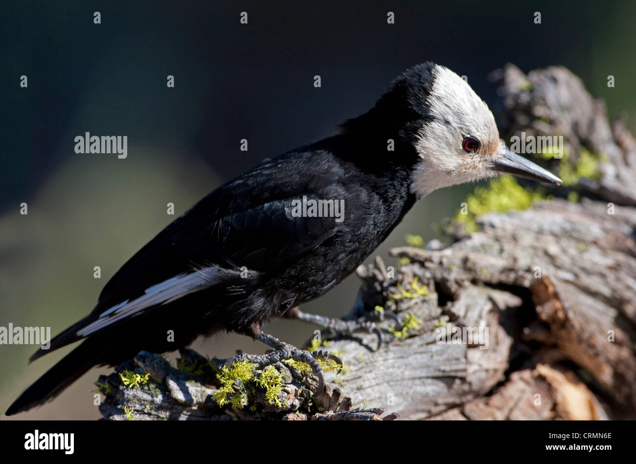 White-headed Woodpecker (Picoides albolarvatus) femmina appollaiato su un moncone in Lago di cabina, Oregon, Stati Uniti d'America in giugno Foto Stock