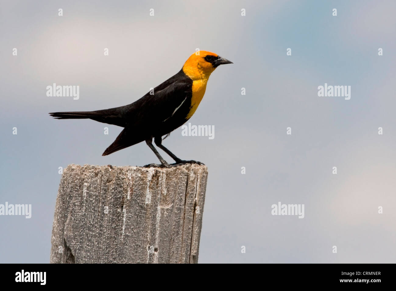 Giallo-guidato Blackbird (Xanthocephalus xanthocephalus) maschio appollaiato su un post in estate il lago di Area faunistica, Oregon, Stati Uniti d'America in giugno Foto Stock