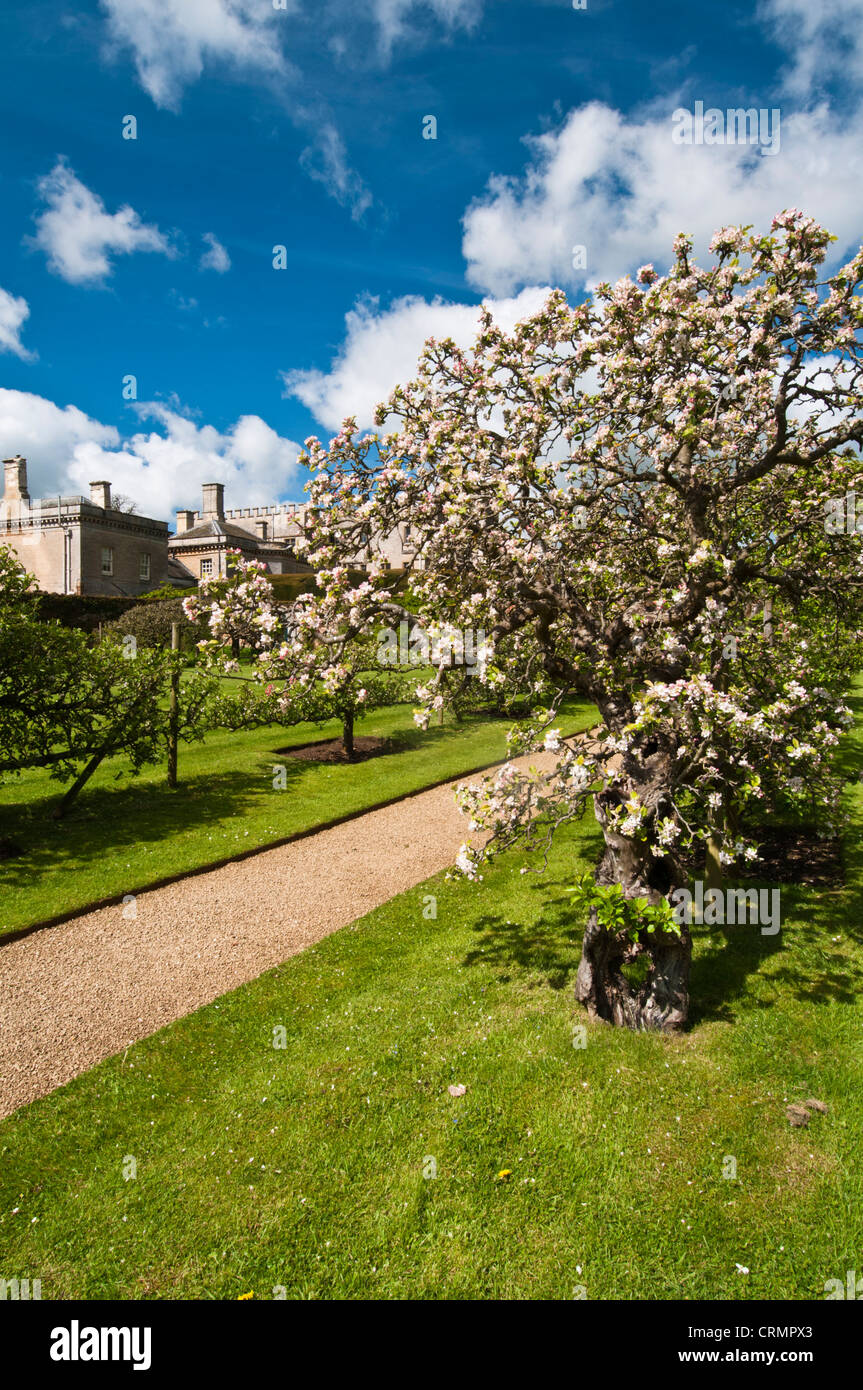 Avenue di addestrati mela e pera alberi con delicate Blossom Pink, nel frutteto murata di Rousham House, Oxfordshire, Inghilterra Foto Stock