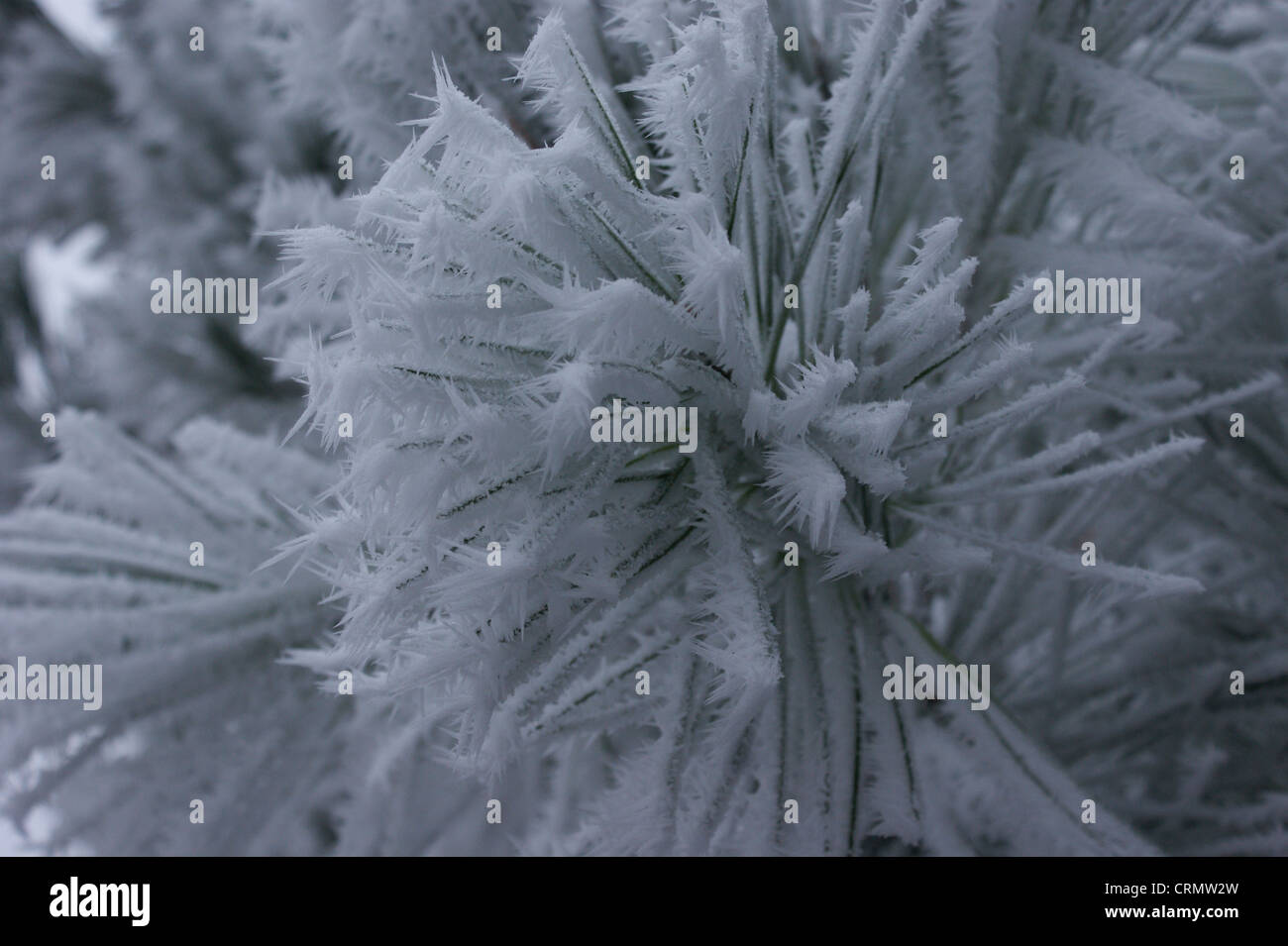 Immagine della trasformata per forte gradiente gelo su aghi di pino Foto Stock