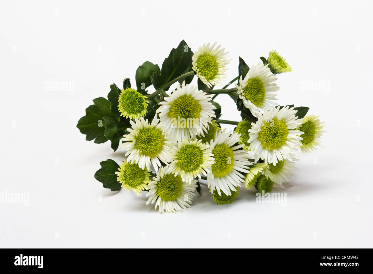 Crisantemo fiori su sfondo bianco Foto Stock