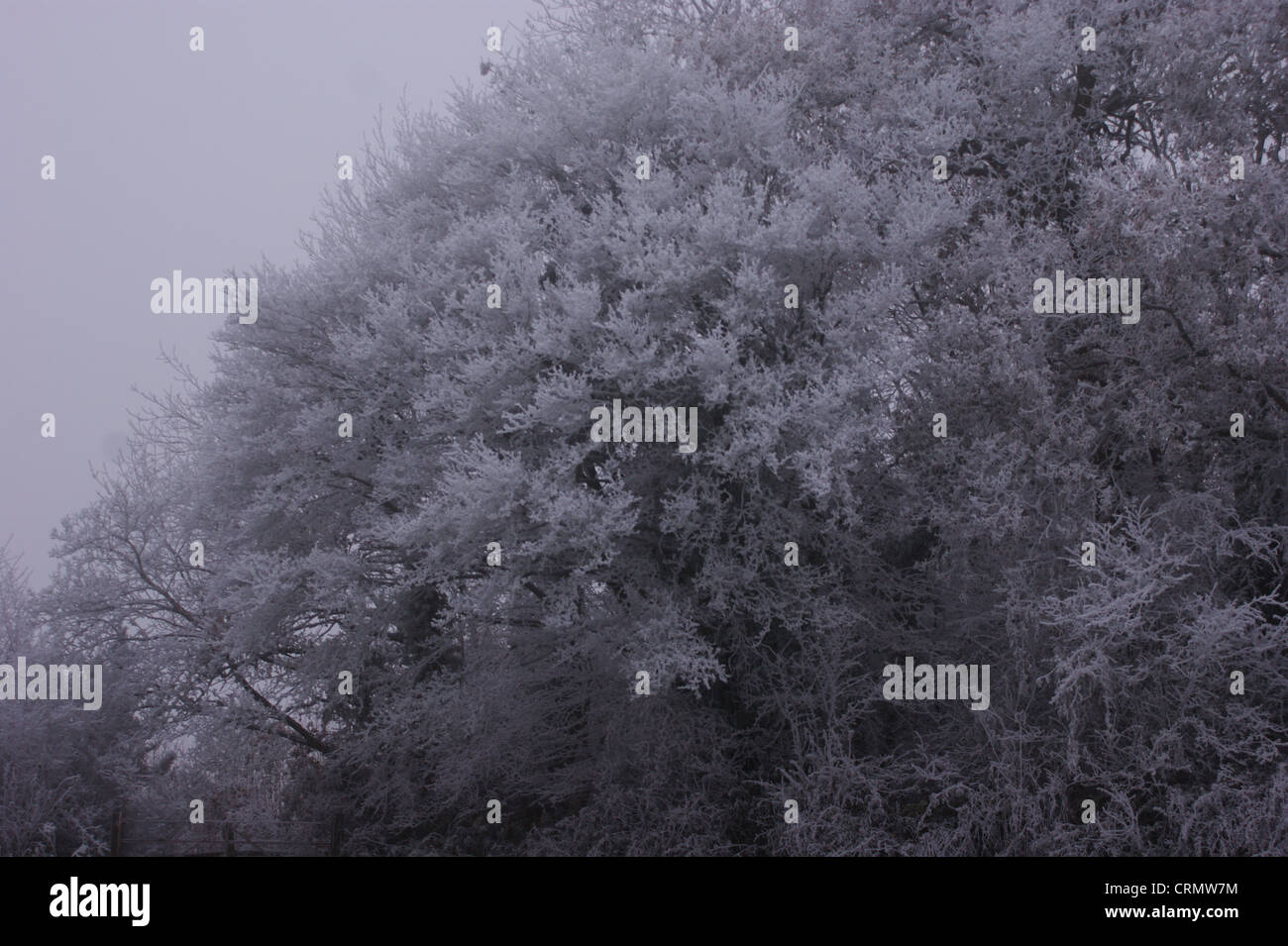 Trasformata per forte gradiente la brina su alberi presi su un terribilmente freddo foschia mattutina Foto Stock