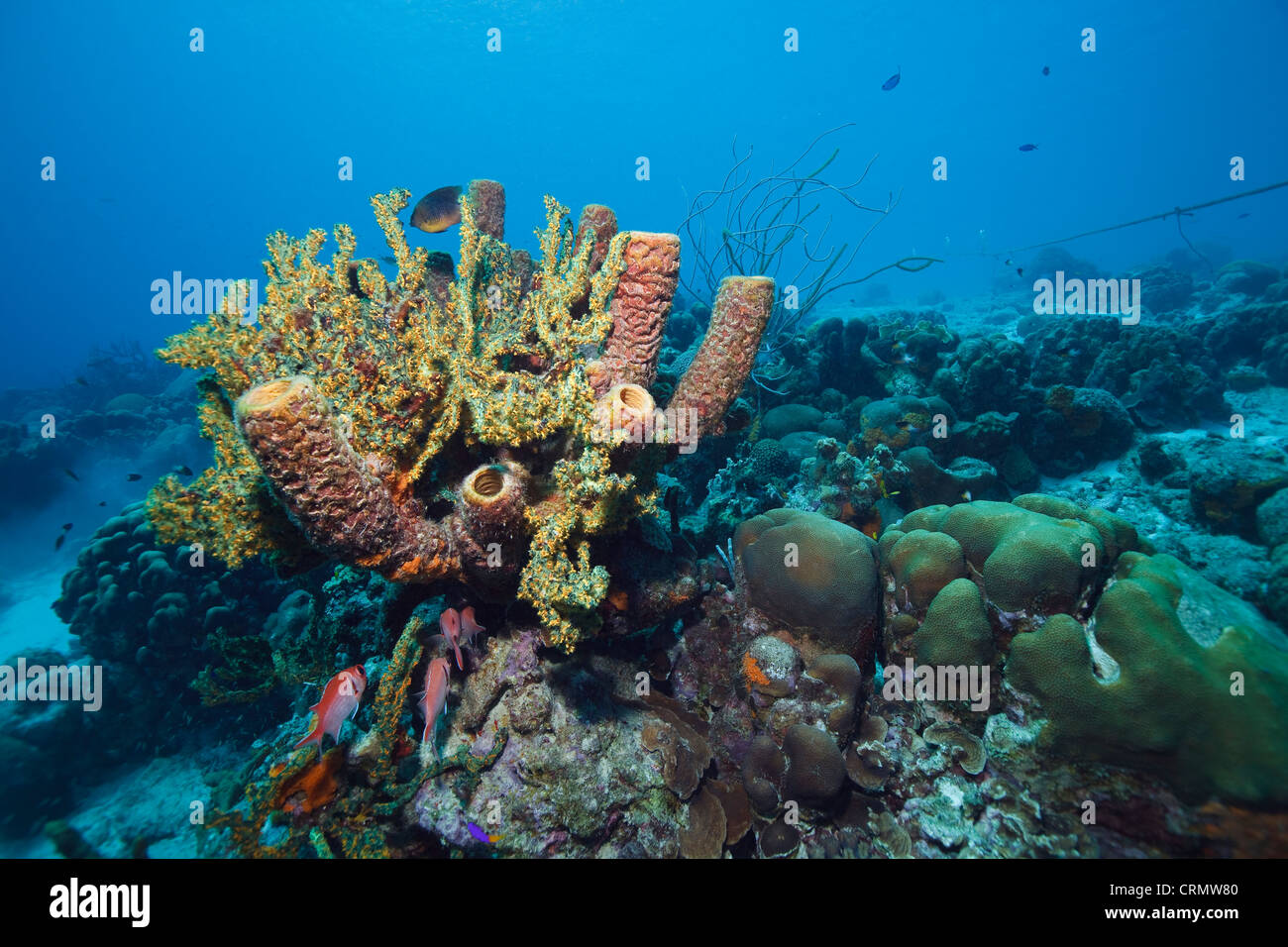 Barriera corallina nel Mar dei Caraibi intorno a Bonaire, Antille olandesi. Foto V.D. Foto Stock