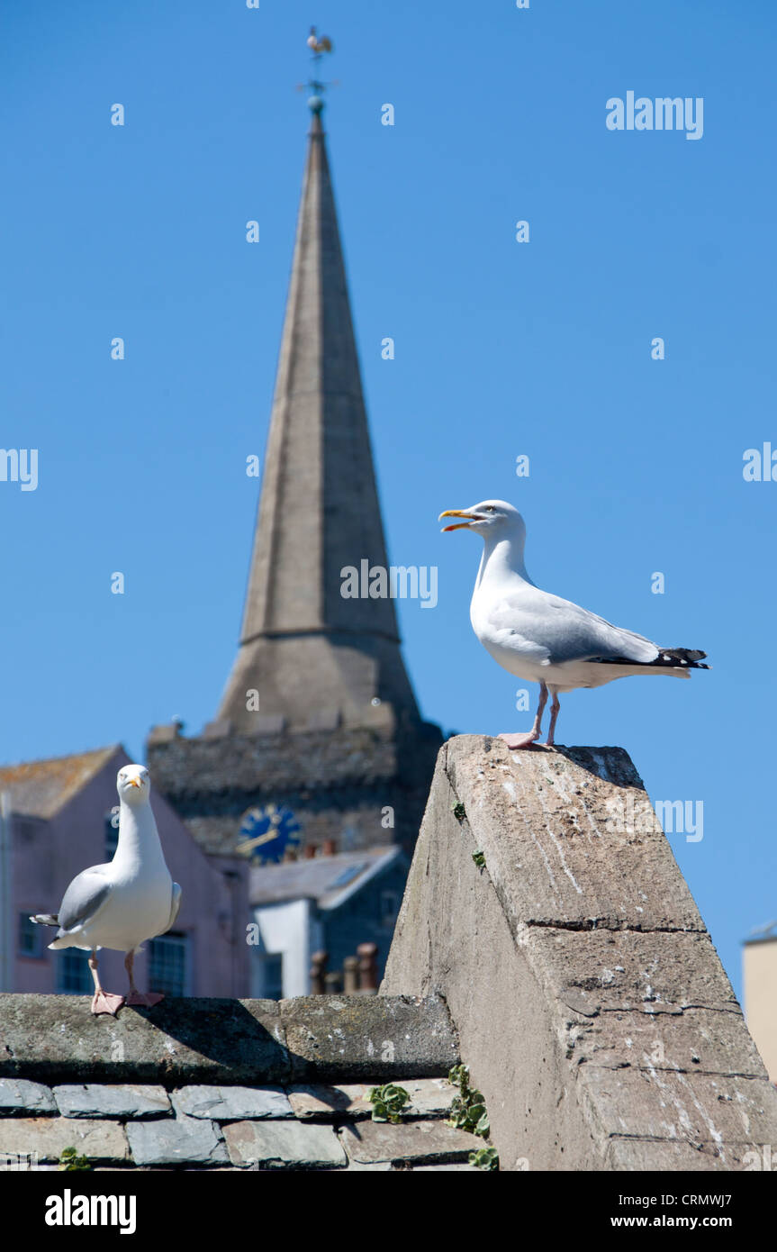 Gabbiani sul tetto con una guglia della chiesa di Santa Maria in background Tenby Pembrokeshire West Wales UK Foto Stock