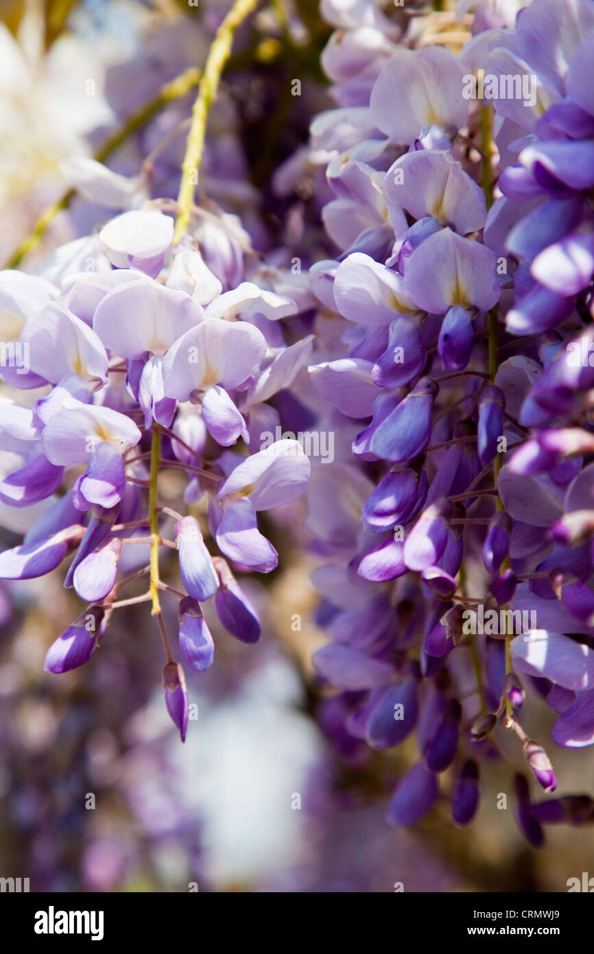 Fiore di glicine in presenza di luce solare Foto Stock
