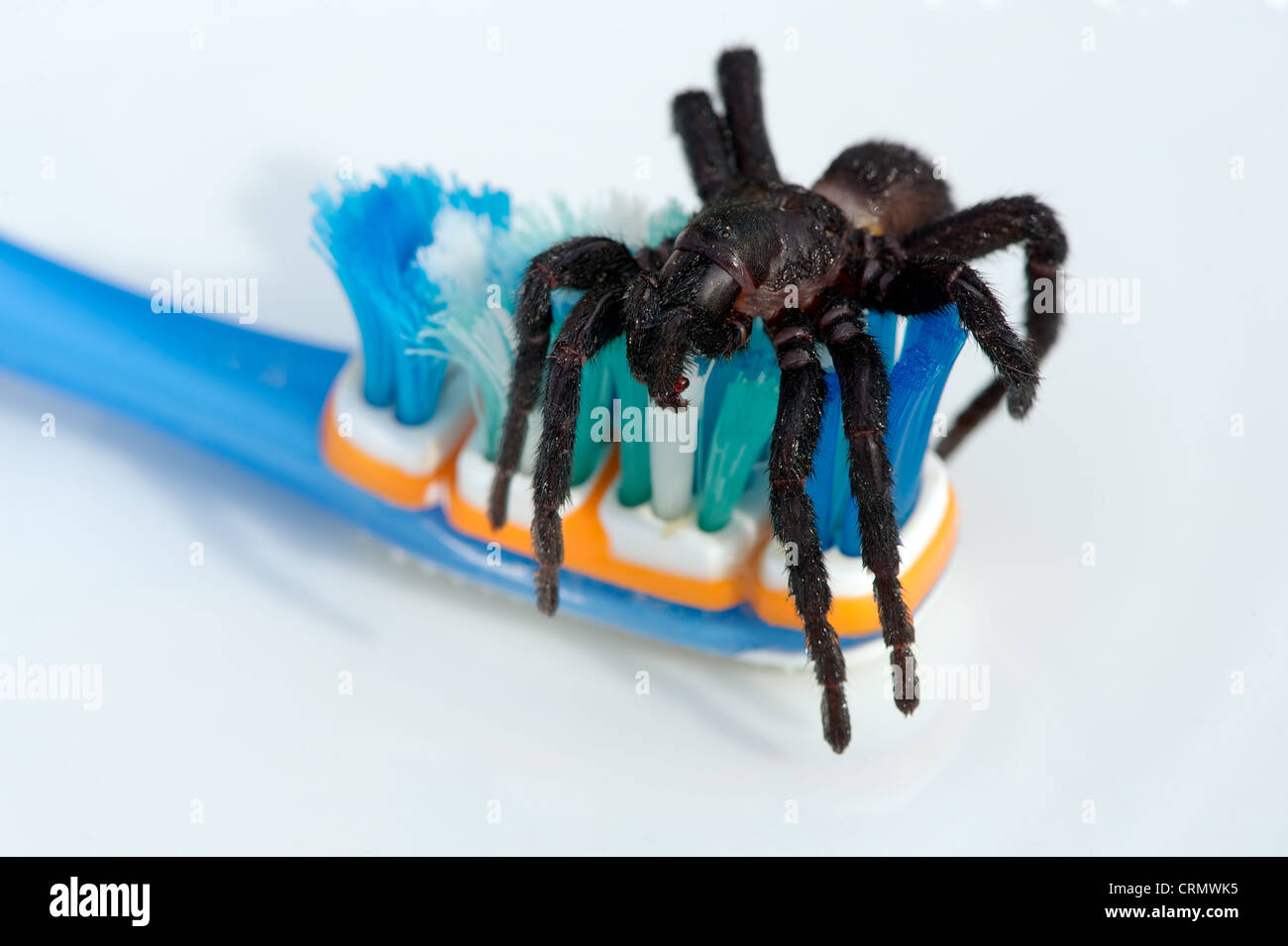 Tarantula su uno spazzolino da denti, illustrante l'alito cattivo o mattina respiro Foto Stock