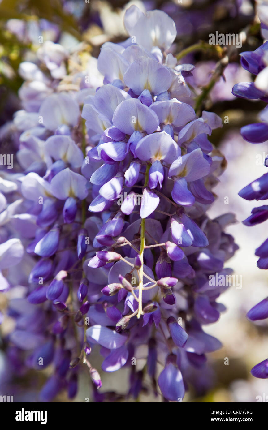 Fiore di glicine in presenza di luce solare Foto Stock