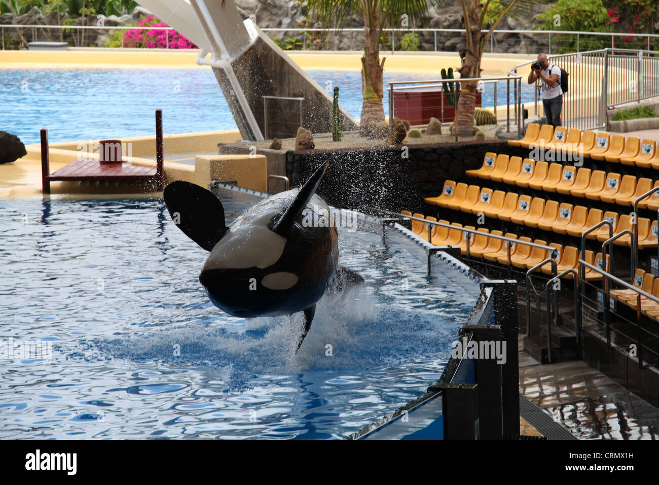 Orca (Killer Whale) salta fuori l'acqua a Loro Parque Foto Stock