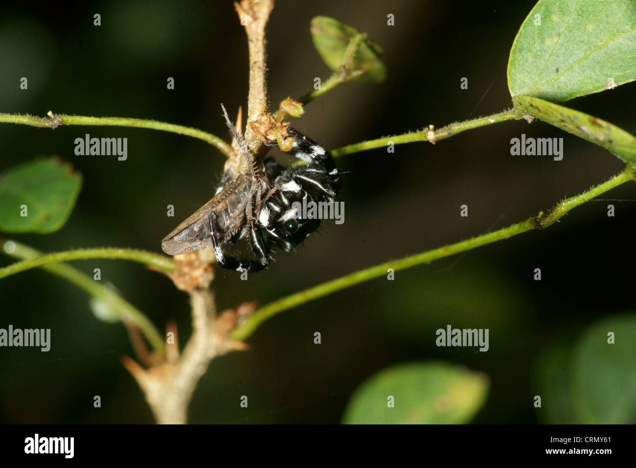 Grande bianco e nero Phidippus Audax jumping spider Foto Stock