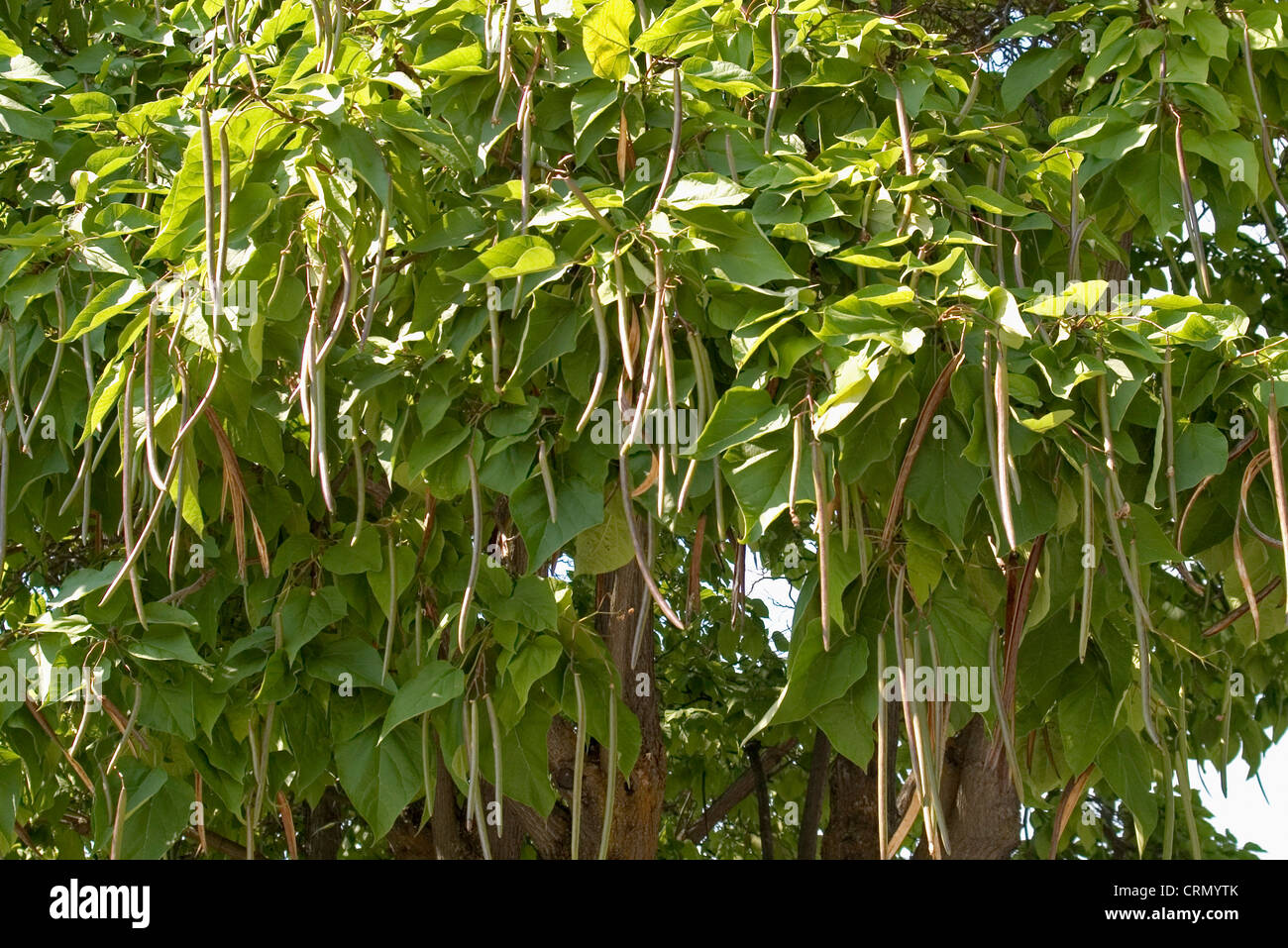 Stati Uniti d'America, Washington, Omak alberi di Catalpa (Catalpa speciosa) foglie e baccelli Foto Stock