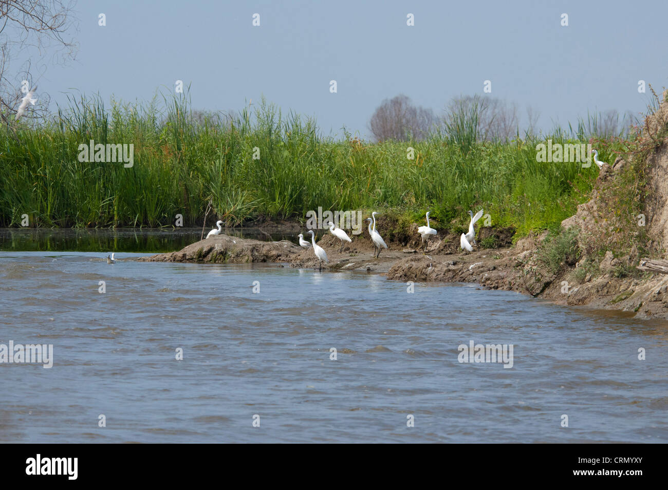 La Romania, regione Dobrudgea, Tulcea, il Delta del Danubio. Sfantu Gheorghe, Wetland Bird habitat. Riserva della Biosfera dall'UNESCO. Foto Stock