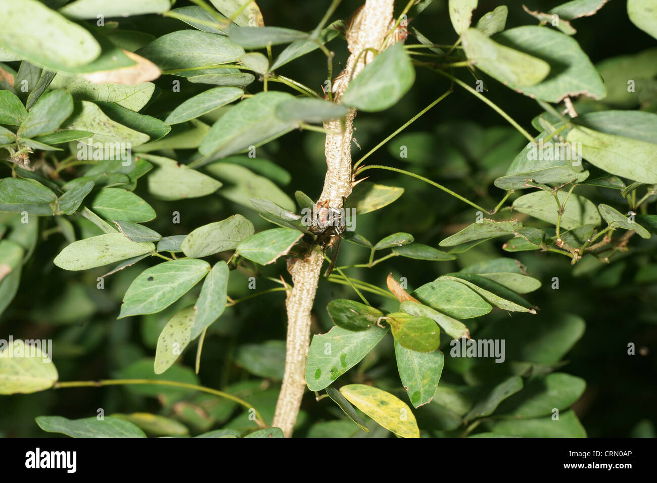 Big Black wasp prende un live Thorn Tree-tramoggia (Umbonia crassicornis) larva come preda e vola via con essa per utilizzarla come un host per i giovani Foto Stock