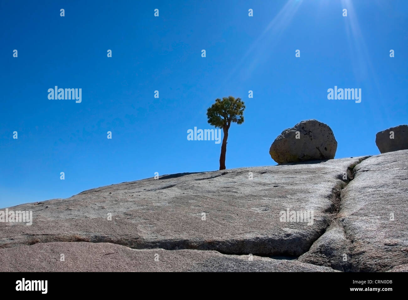 Raggi di sole che colpisce un albero e una roccia a Olmsted Point, Yosemite National Park in California, negli Stati Uniti in luglio Foto Stock