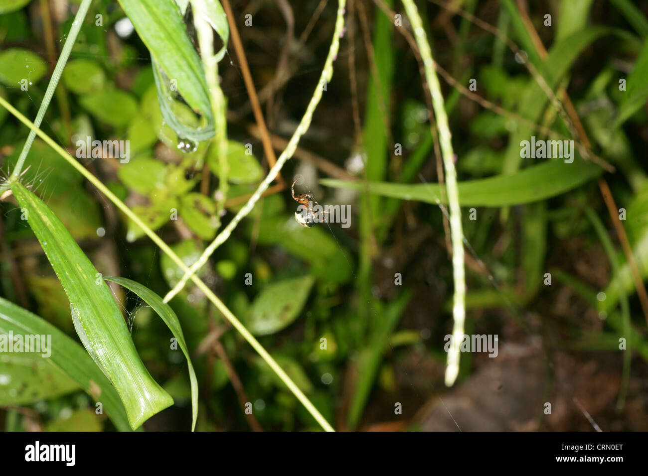 Piccolo orb spider (spinoso) attende pazientemente su di esso del web. Dopo ogni tempesta di pioggia i ragni ricostruire i loro nastri danneggiati. Essi si muovono mediante filettatura nel vento Foto Stock