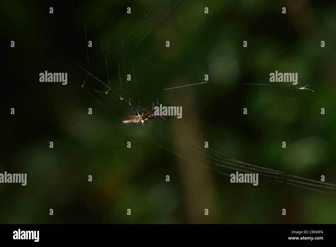 Piccolo orb spider (spinoso) attende pazientemente su di esso del web. Dopo ogni tempesta di pioggia i ragni ricostruire i loro nastri danneggiati. Essi si muovono mediante filettatura nel vento Foto Stock