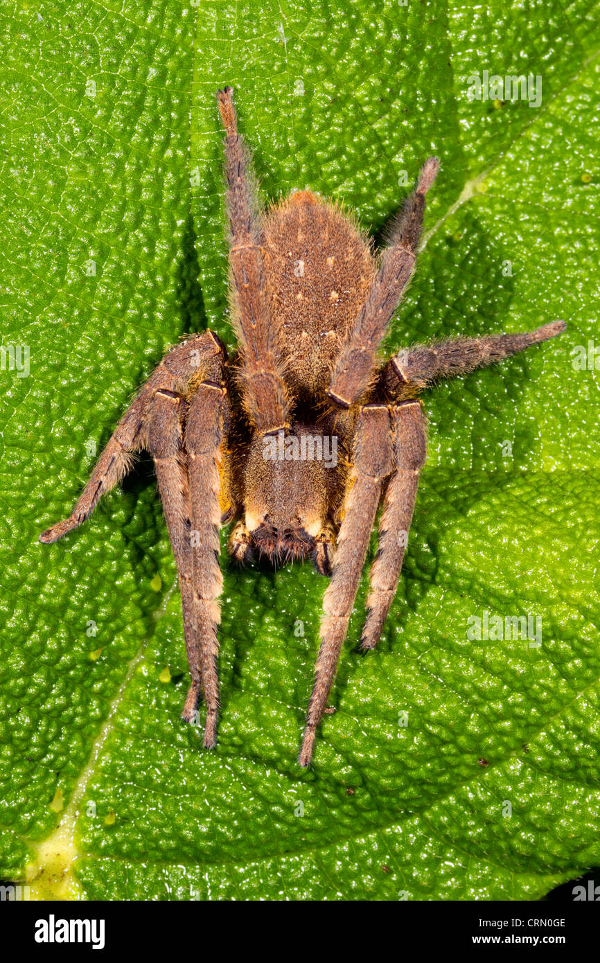 Vagabondaggio velenosi spider (Phoneutria fera) su una foglia nella foresta pluviale, Ecuador Foto Stock