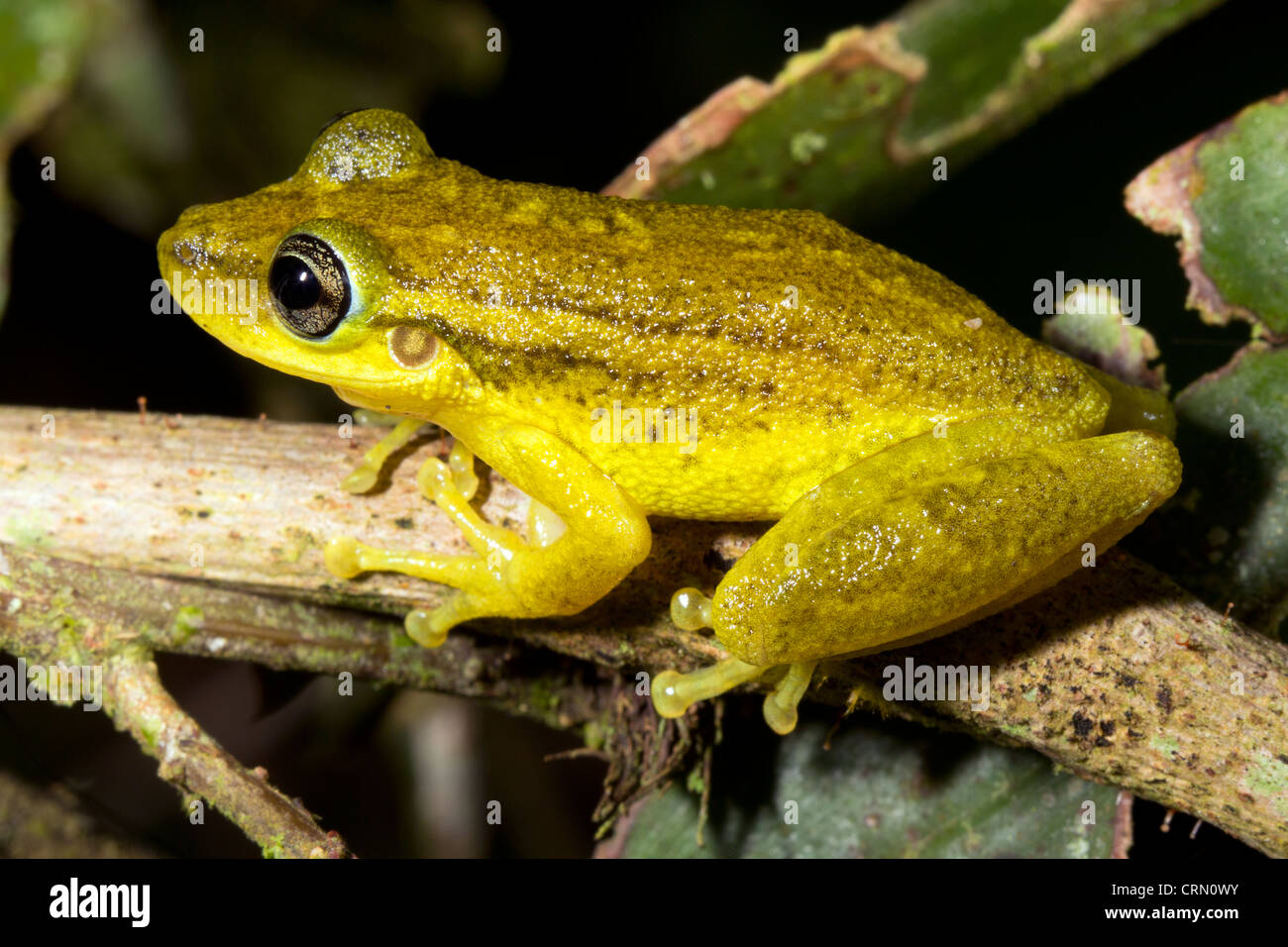 Red Snouted Treefrog (Scinax ruber) In Amazzonia ecuadoriana Foto Stock