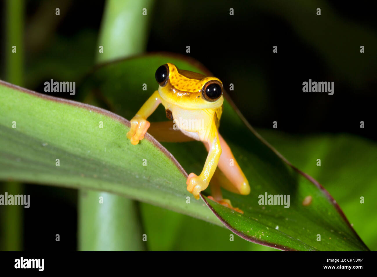 Amazzonia superiore Treefrog (Dendropsophus bifurcus). Chiamando maschio con vocal sac parzialmente gonfiato Foto Stock