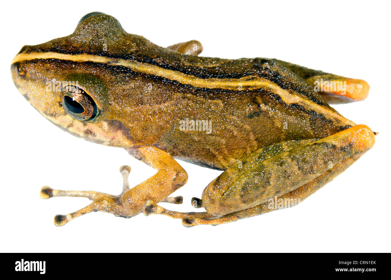 Pioggia variabile (Rana Pristimantis coenobita) dall'Amazzonia ecuadoriana Foto Stock