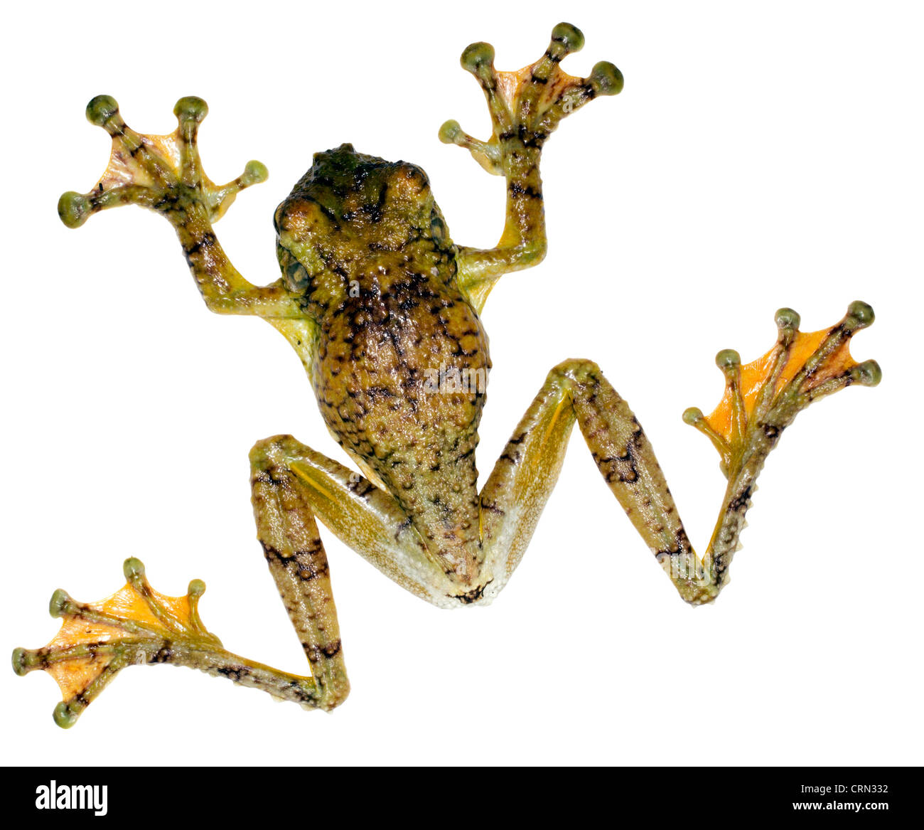 Treefrog Watry (Ecnomiohyla tuberculosa), una molto rara treefrog dall'Amazzonia ecuadoriana Foto Stock