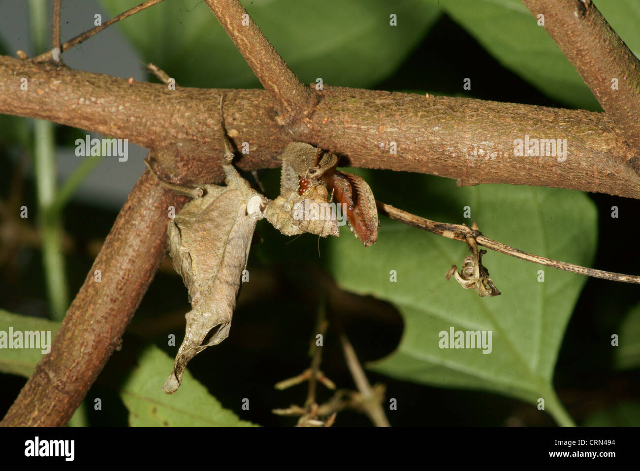 Foglia morta Mantis (Acanthops falcata) imita una foglia morta, rimane immobile fino a quando non arriva in preda a portata di mano. colpisce la preda non ha possibilità Foto Stock