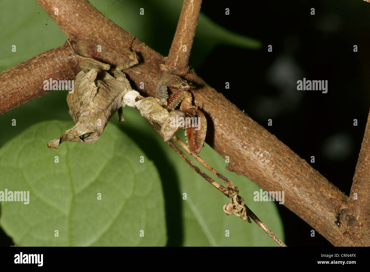Foglia morta Mantis (Acanthops falcata) imita una foglia morta, rimane immobile fino a quando non arriva in preda a portata di mano. colpisce la preda non ha possibilità Foto Stock