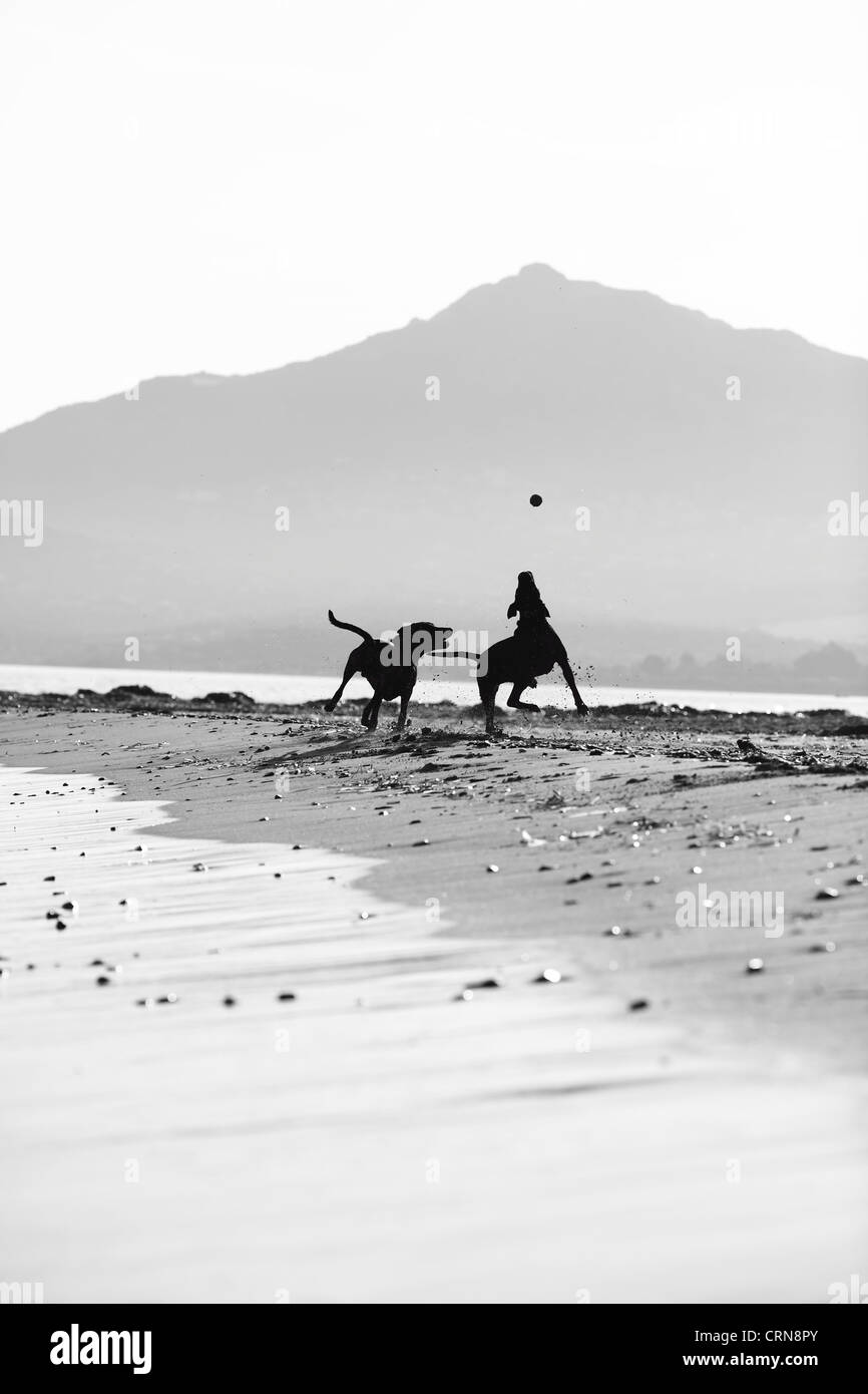Due cani sulla costa di giocare a palla con Foto Stock