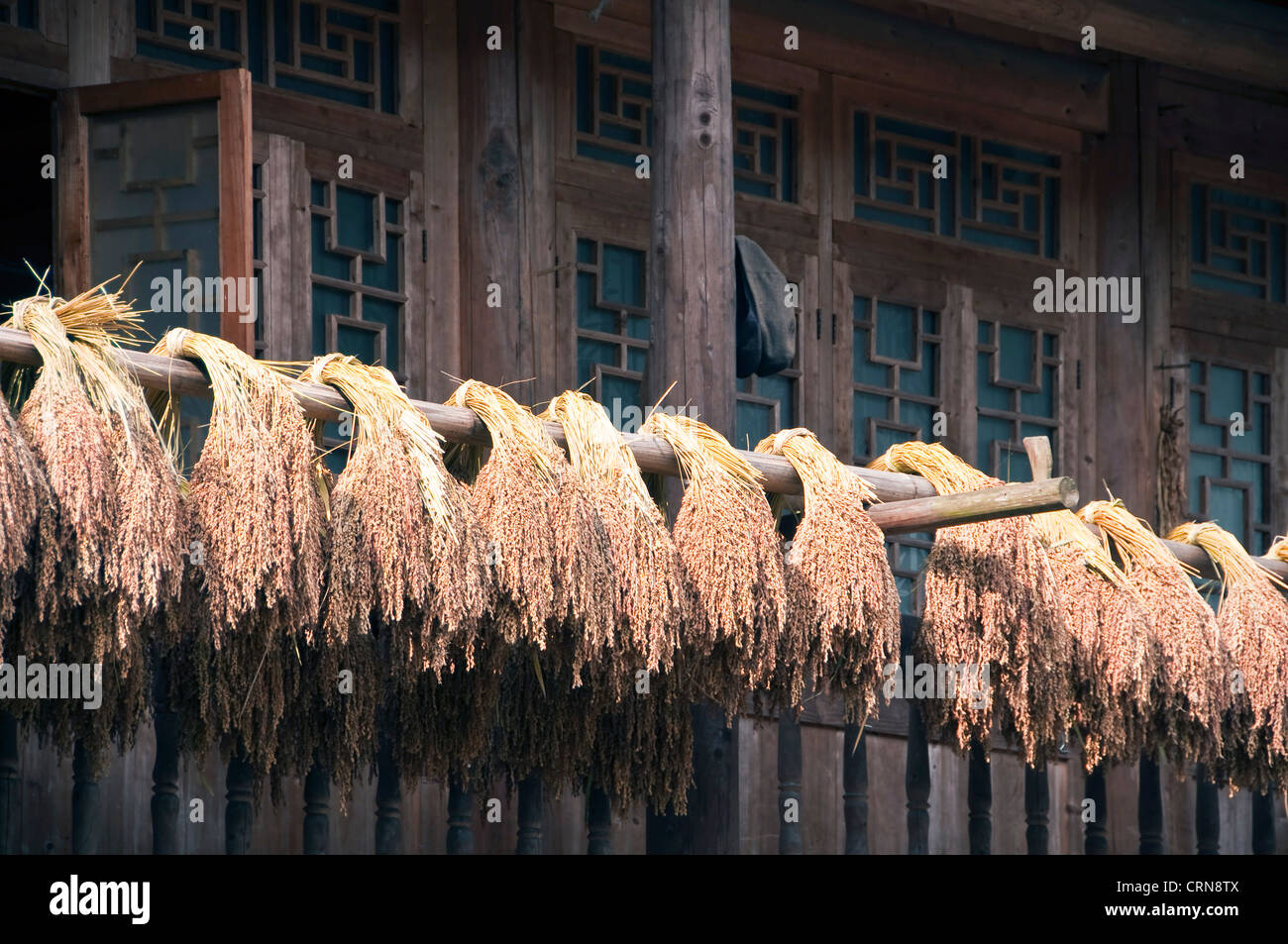 Il riso le orecchie di essiccazione al sole dopo il raccolto- Zhaoxing, Guizhou - Cina Foto Stock