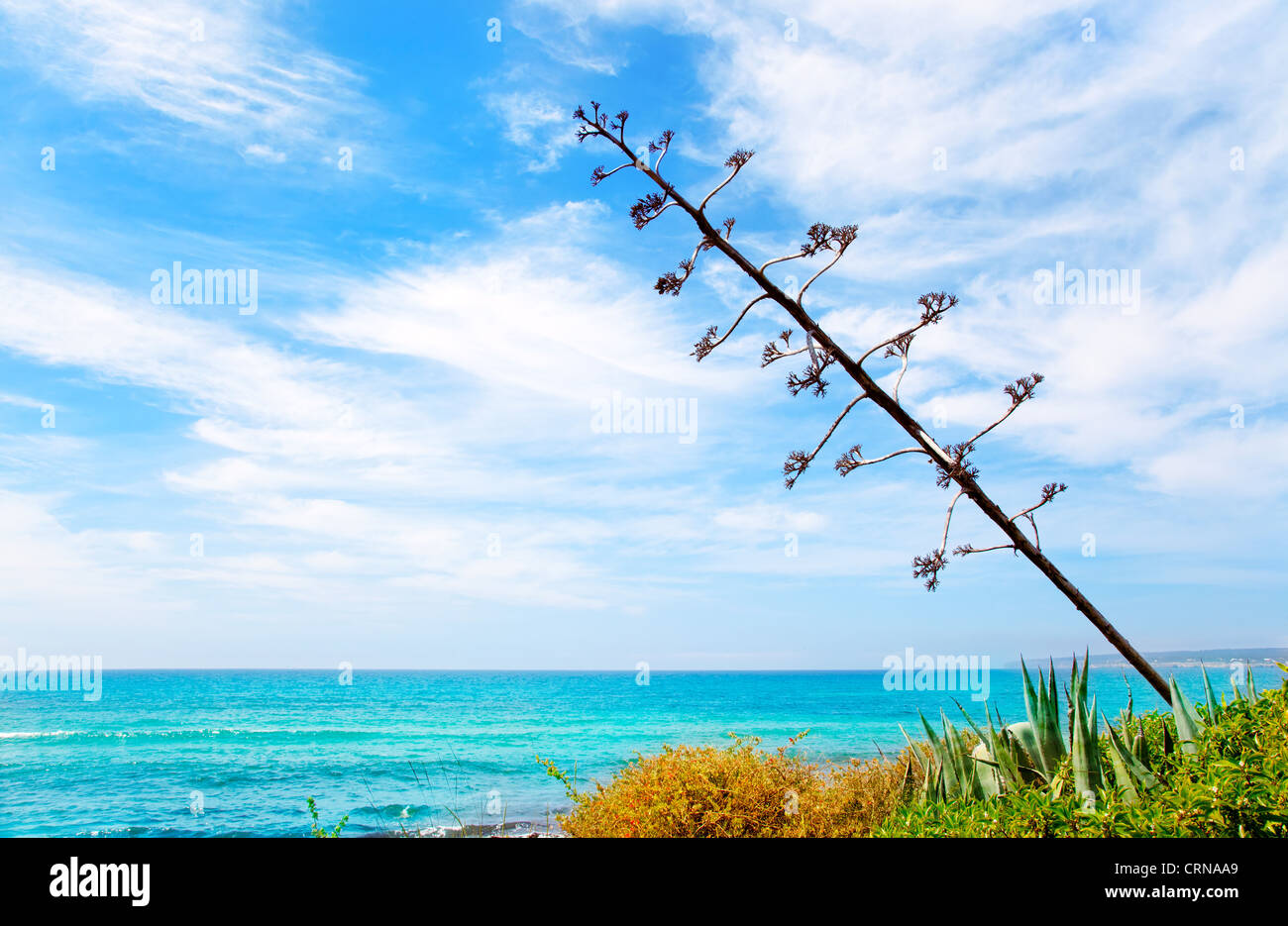 Agave fiore come scenario mediterraneo in Formentera isole baleari Migjorn Foto Stock