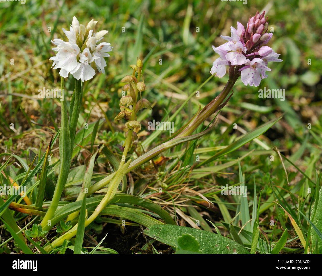 Frog Orchid - Coeloglossum viride, con Heath Spotted Orchidee - Dactylorhiza maculata ericetorum Foto Stock