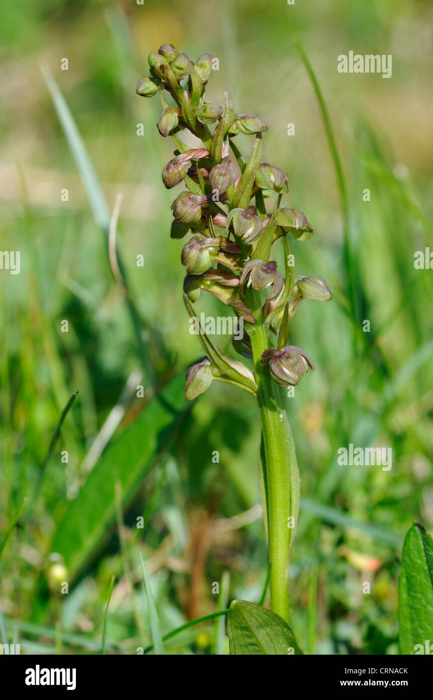 Frog Orchid - Coeloglossum viride Foto Stock