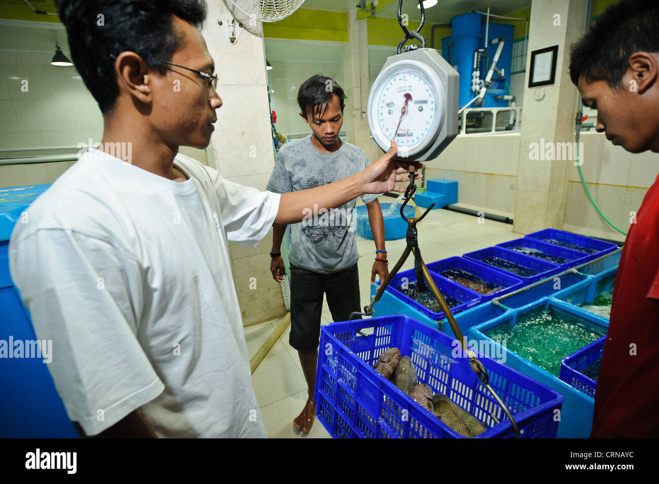 Vivere il raggruppatore in elaborazione al Pulau Mas facility a Denpasar, Bali, Indonesia. Foto Stock