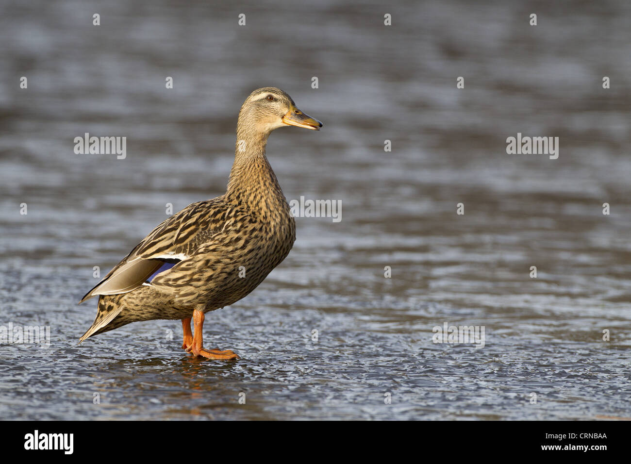 Mallard Duck (Anas platyrhynchos) femmina adulta, in piedi sul ghiaccio del lago ghiacciato, Castello di Duns, Duns, Berwickshire, Scozzese Foto Stock