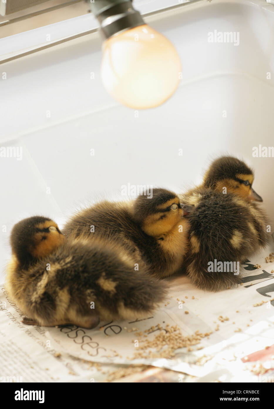 Mallard Duck (Anas platyrhynchos) tre anatroccoli, dorme sotto lampada di calore in una gabbia, Inghilterra, marzo Foto Stock