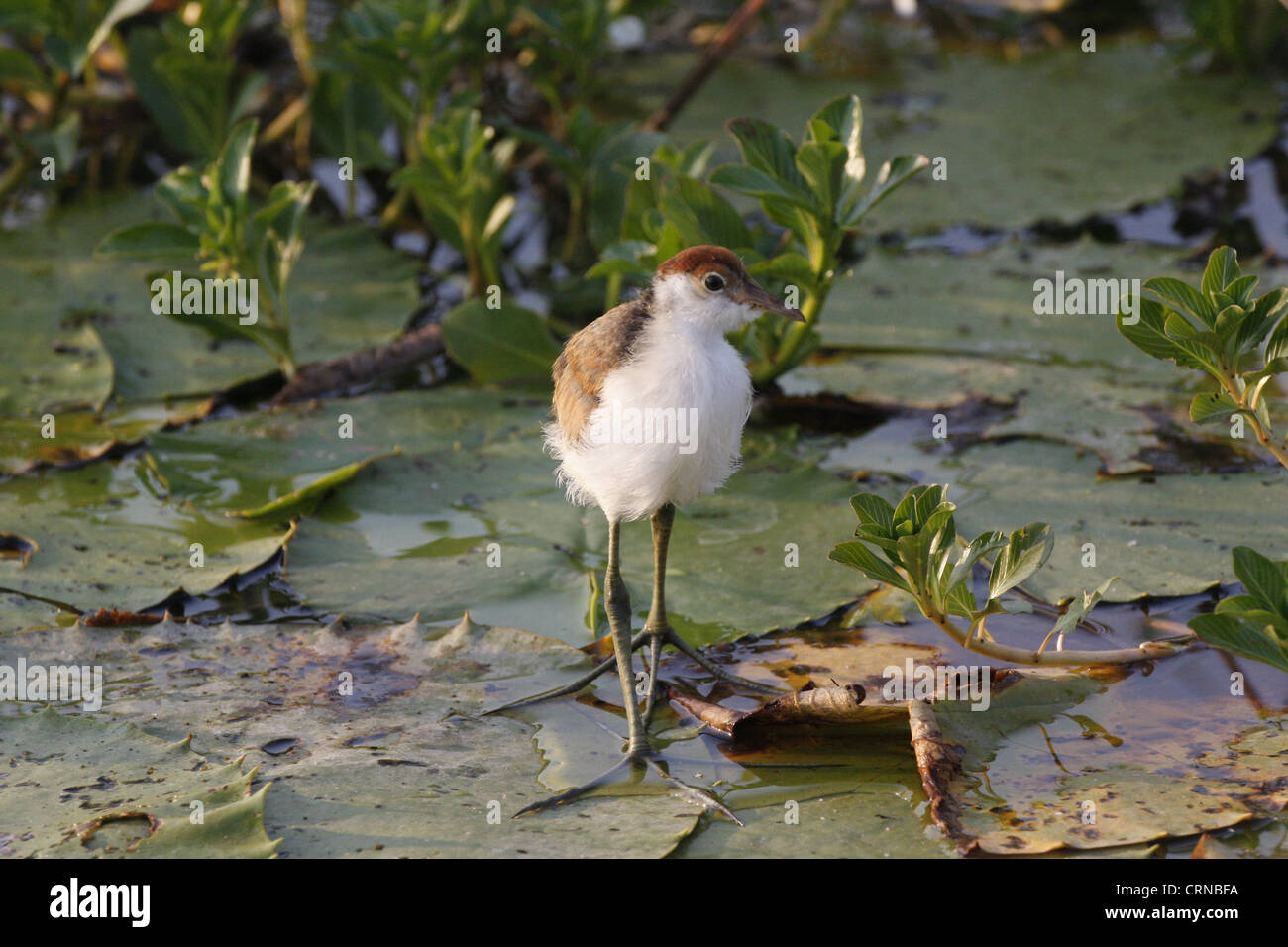 Pettine-crested Jacana (Irediparra gallinacea) capretti, camminando sulle piazzole di ninfea, Kakadu N.P., Territorio del Nord, l'Australia Foto Stock