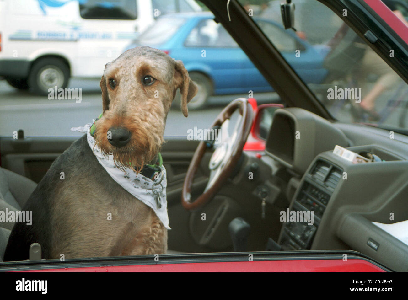 Fifi Parade di Berlino: un cane si siede nel sedile per passeggeri di un automobile Foto Stock