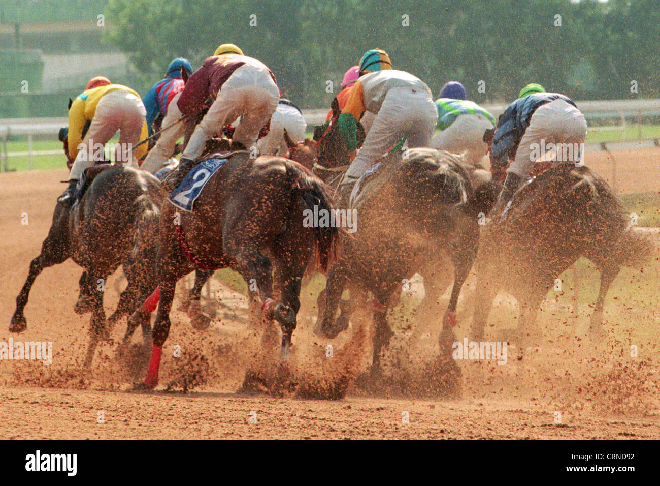 Cavalli al galoppo sul Racecourse a Macau Foto Stock
