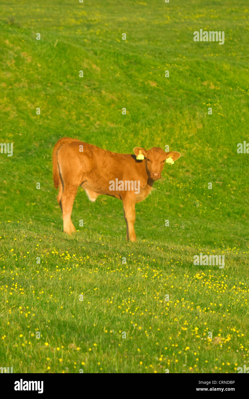 Un vitello con orecchie contrassegnate in un campo. Foto Stock